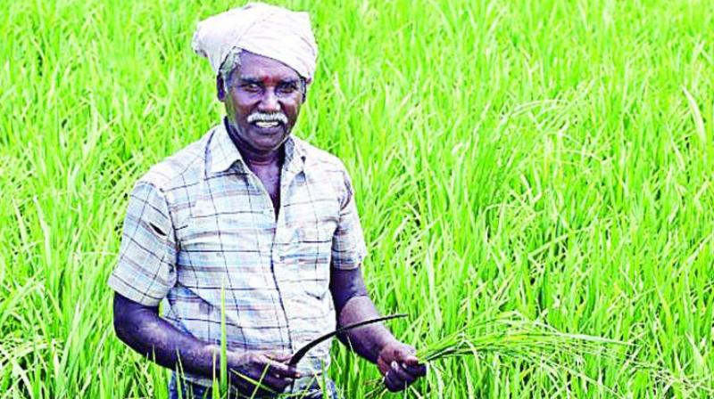 The farmers associations also alleged that a majority of these deaths were suicides, and demanded that the government disclosed the details.  (Representational image)