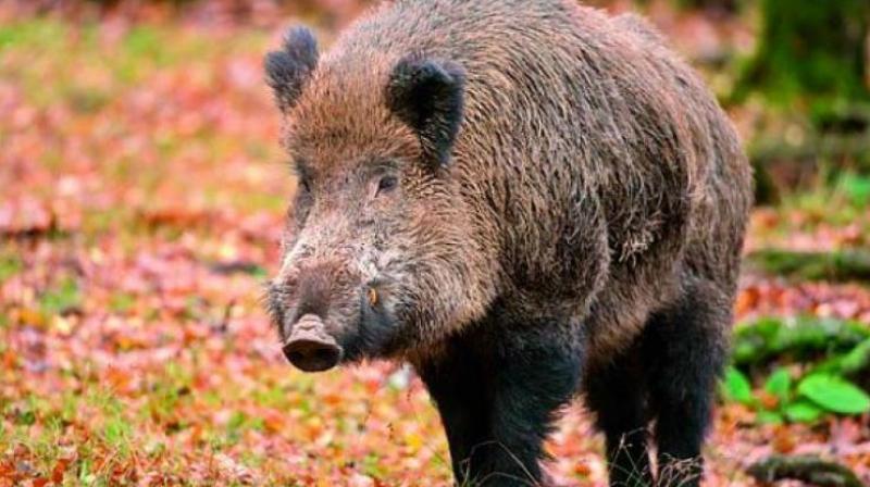 Forest sources said that Khadija (50), a farmhand in a private plantation near Kotagiri, was attacked and injured by a wild boar in the late evening of Wednesday.  (Representational Images)