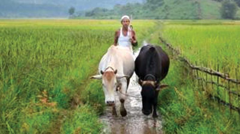 Special Agriculture Zones for rice will be notified in seven locations.