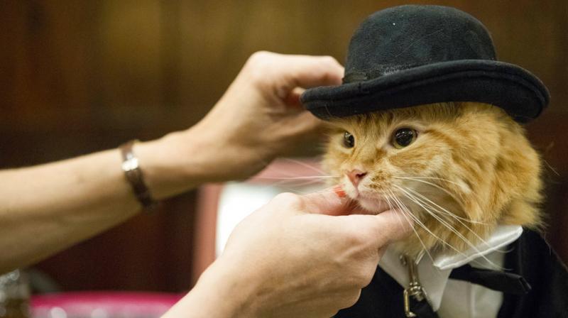 Kitty walks the ramp: Fashion show for cats sees benefits go to animal shelters Kitty walks the ramp: Fashion show for cats sees benefits go to animal shelters