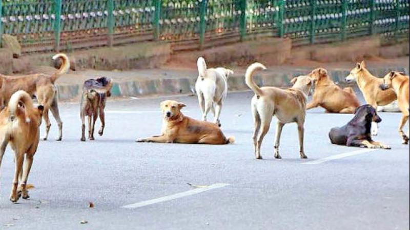 Stray dogs found to occupy around  42 per cent  of the total canine population in Tamil Nadu.