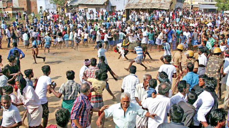 Jallikattu organised near Madurai on Saturday (Photo: DC)