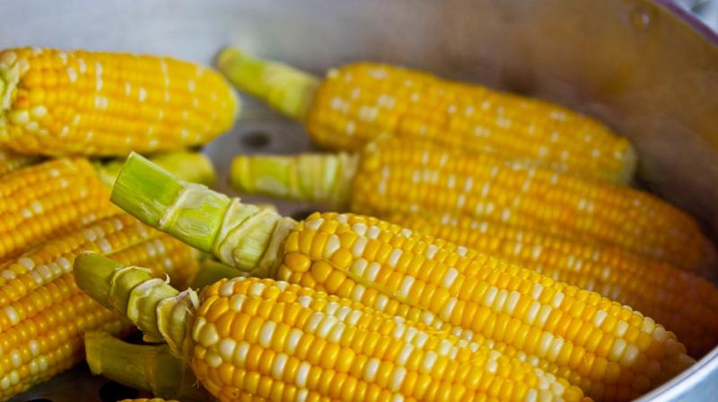 Researchers said the discovery could benefit millions of people in the developing world who depend on corn as a staple (Representational Image)