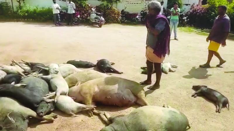 The bodies of pigs and cattle found near a waste dump yard at Vinayaknagar, Medchal.