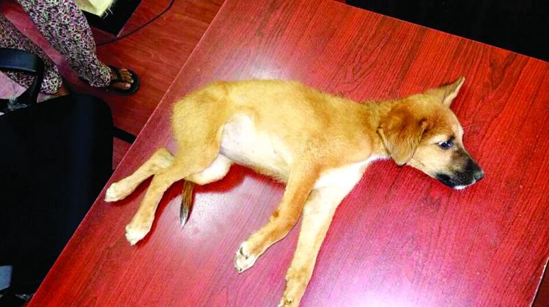 A puppy that had both its legs broken by an irate resident of Madhapur is placed on a table.