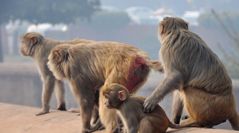 Hordes of monkeys enter Taj Mahal from the riverside (Photo: Pixabay)