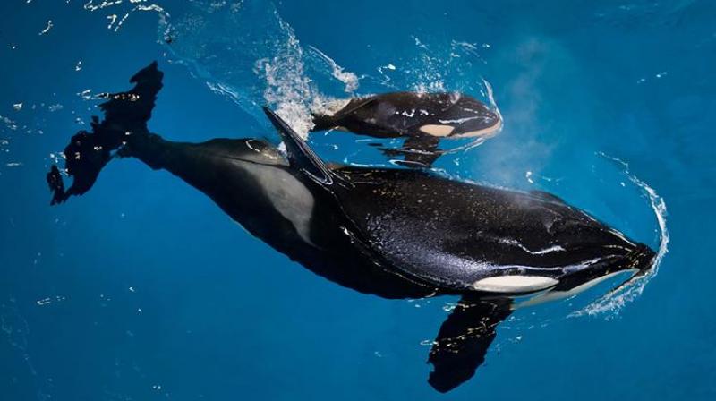 The backlash intensified after the 2013 release of â€œBlackfish,â€a documentary critical of SeaWorlds orca care (Photo: AP)
