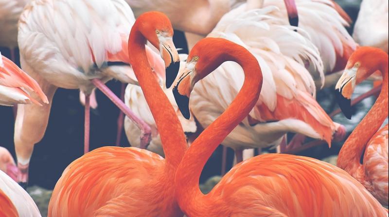 Heat wave in England drives flamingos to lay eggs for first time in 15 years. (Photo: Pixabay)
