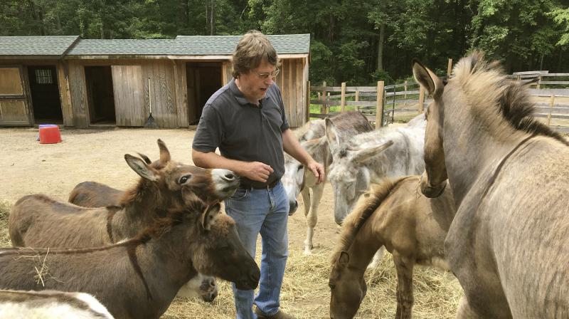 In this June 30, 2018 photo, Donkey Park owner Steve Stiert, walks among his donkeys in Ulster Park, N.Y. (Photo: AP)