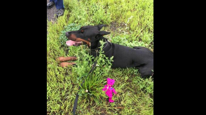 Police lure Doberman off busy highway with pink teddy bear. (Photo Credit: Massachusetts State Police / Facebook)