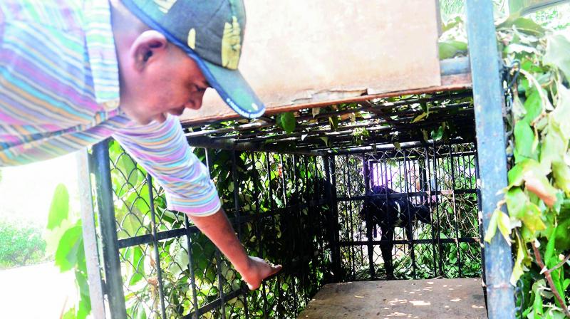 Forest department personnel fix the trap box by keeping a goat inside, to capture the unidentified animal which was spotted few days ago at Kailasagiri Hill.   in Visakhapatnam on Monday. Visitors were banned from entering the Kailasagiri for the third consecutive day as the search for unidentified animal goes on, by the forest department.