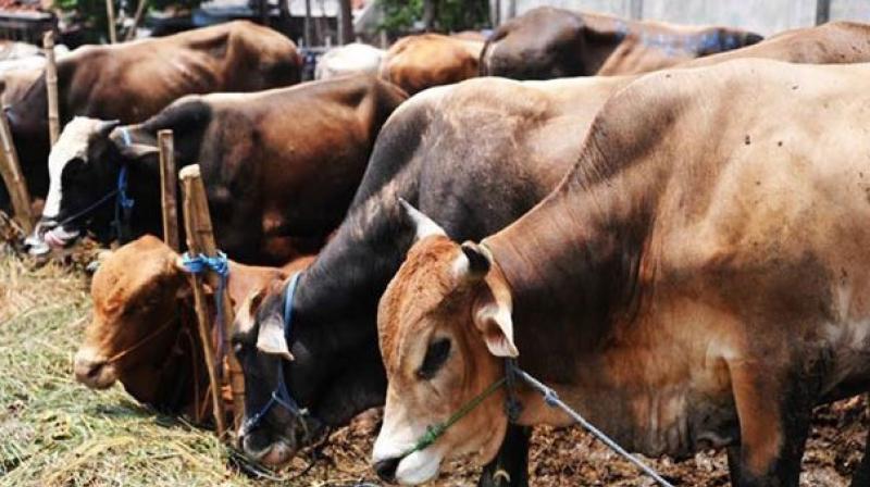 Increase punishment for cow slaughter to life term, Rajasthan High Court recommends. (Representational Image)
