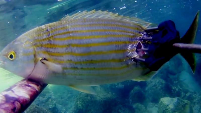 The fish is found in the Atlantic off Africas western coast and the  Mediterranean (Photo: YouTube)