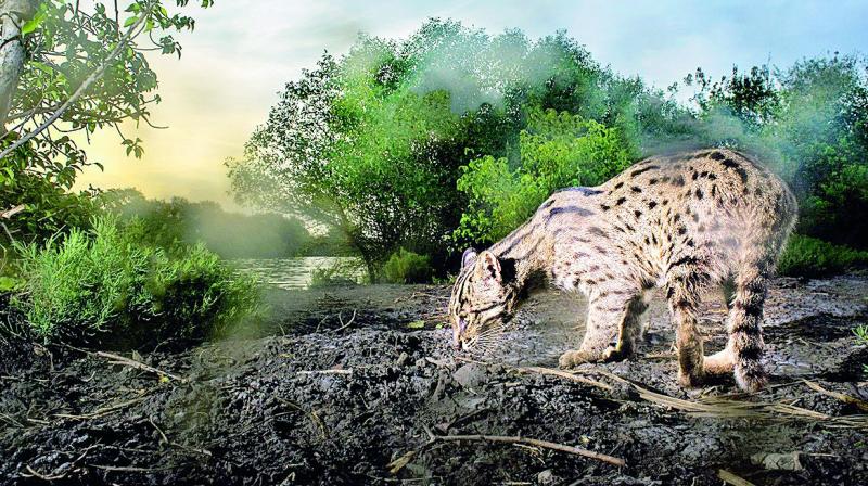 Anjani had placed his camera strategically based on the field research data to capture the male fishing cat. After a couple of weeks of failures, the cat finally walked in at twilight, getting the award-winning picture