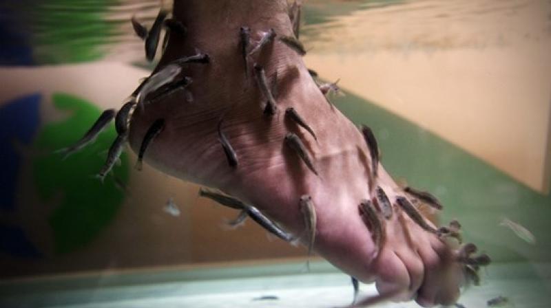 Fish pedicures became a popular beauty trend a while back (Photo: AP)