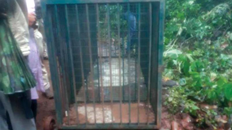 The cage kept to trap the big cat