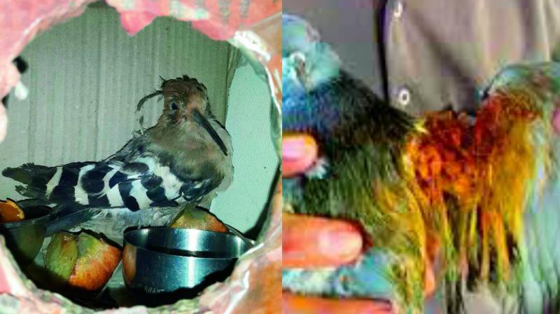 A bird found with its wing cut recuperates at one of the animal rescue shelters in the city. Below an injured pigeon. (Photo: DC)