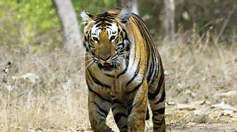A tiger spotted during signs survey at Bandipur National Park. (Photo: DC)