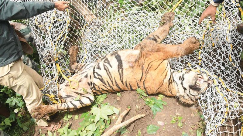 The tiger which was caught at Kalikatte near Bandipur and shifted to the Conservation, Rescue and Rehabitation Centre in Mysuru district on Sunday 	 Photo:KPN)