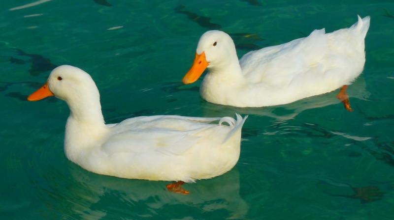 The virus was found in a flock of 5,633 ducks reared in a backyard in the Kathmandu district, located in the Bagmati zone. It killed 240 animals and the rest were disposed of. (Photo: Pixabay)