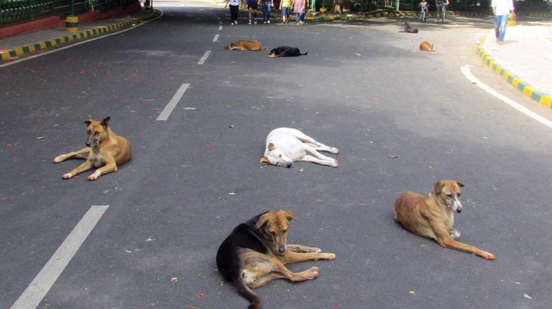 The civic body claims to be neutering over 50,000 animals every year, but  this offers hardly any comfort to Bengalureans, who are forced to combat  the rising number of strays on the citys roads.
