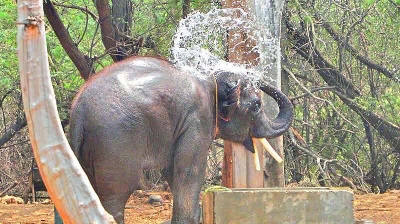 An elephant splashing water on body to keep cool at the Vizag zoo on Wednesday. (Photo: DC)