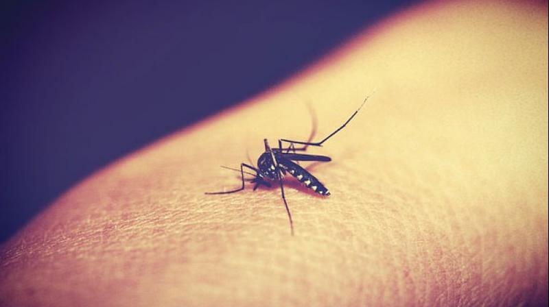 In India too, there is 25 per cent increase in dengue cases each year. (Photo: Pixabay)