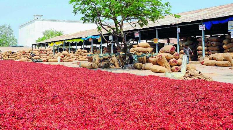 Guntur Chilli Yard