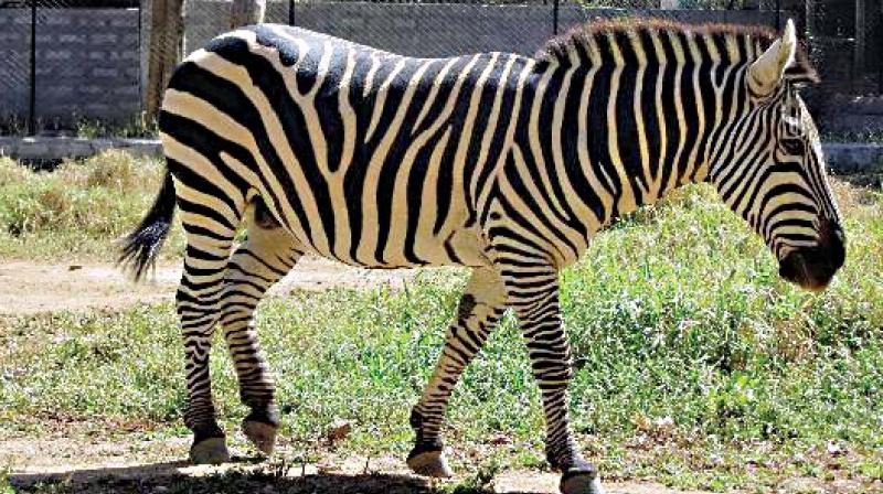 The Zebra was brought to BBP in November 2015 from a zoological park in Israel.