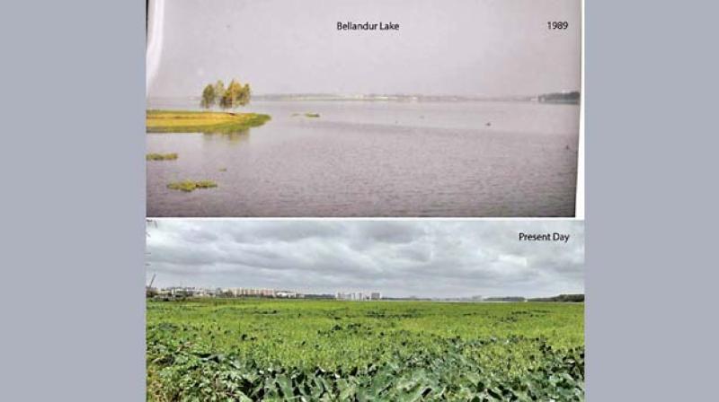Pictures taken by Praveen Singh of Bellandur Lake in 1989 and now.