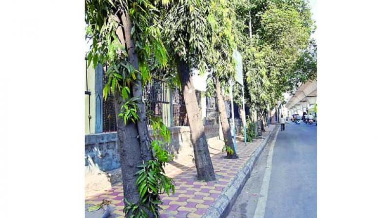 The newly-laid tiles on pavements obstruct growth of the trees near Tarnaka. (Image DC)