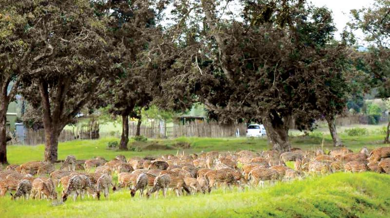 A herd of spotted deer at the Bandipur Tiger Reserve