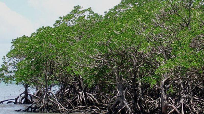 Mangrove eco-systems are rich in biodiversity and provide a number of ecological services (Photo: AFP)