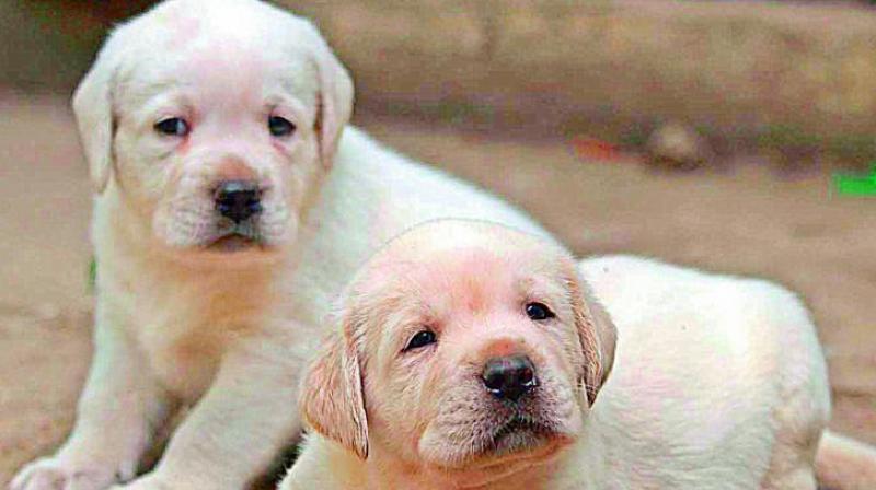 Ponnamma tried to kill all the eight puppies on March 15 in front of their mother Ammu. While seven of the puppies died on the spot, one succumbed to injuries the next day.  (Representational image)