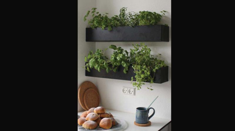 If your kitchen gets enough natural light, consider  growing a herb garden on its walls.
