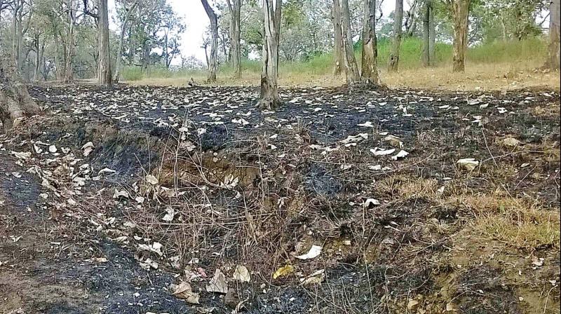 Drawing of fire-line to separate forest areas underway in Mudumalai Tiger Reserve MTR woods. (Photo: DC)