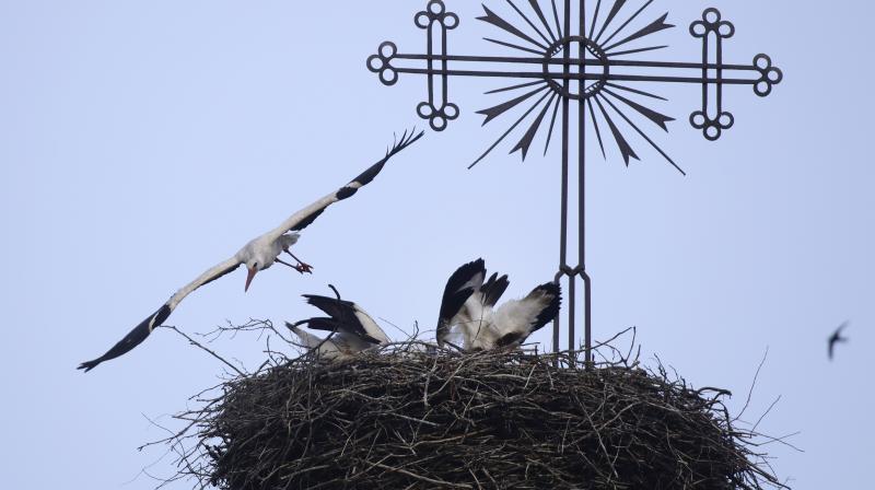 Belarus: Heaven for nature lovers