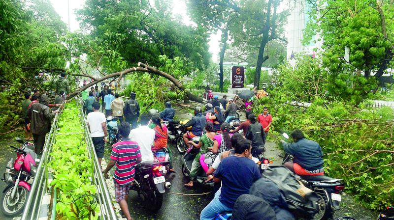 Trees blocked most of Chennais main roads as Cyclone Vardah wreaked havoc on Monday noon. Traffic on several major roads, including the famous Anna Salai, Grand Southern Trunk road was affected  (Photo: PTI)