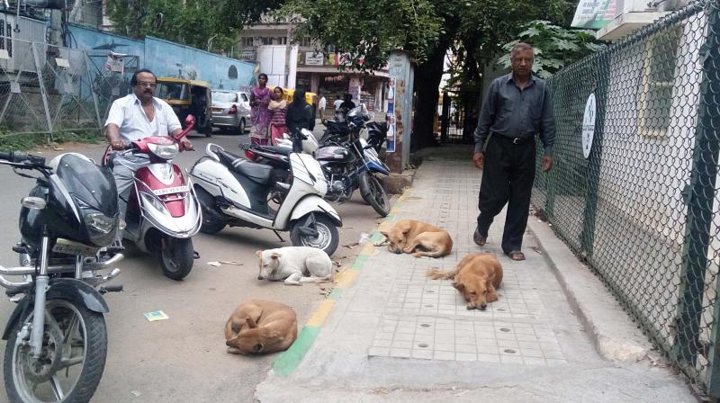According to the BBMP there are 3,27,000 dogs in the city and  of them 1,85,000 are strays.