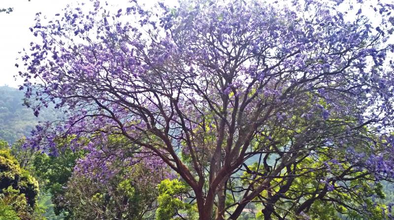 Bloom of Jacaranda  flowers along the  Coonoor slopes  in the Nilgiris. (DC)