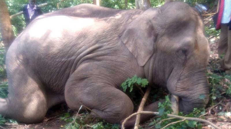 The elephant called Chillikkompan lies dead in Munnar on Tuesday.
