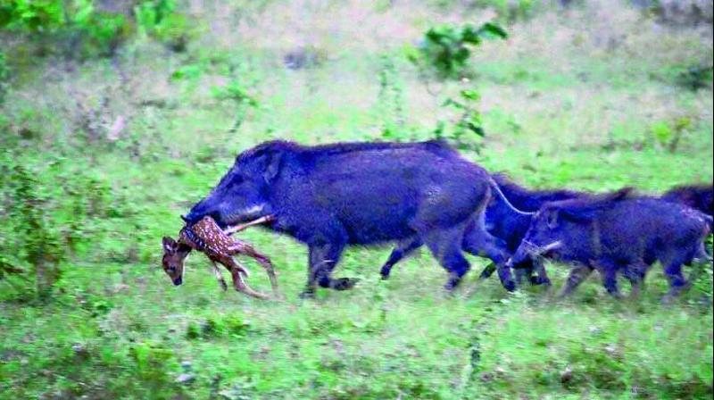 Everywhere one goes looking for wildlife in peninsular India, two animals jump up: the wild boar and the nilgai.