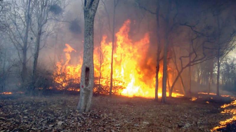 Wayanad Prakrithi Samrakshana Samithy president N. Badusha said the forest staff is fighting the fire with crude methods like the aborigines fought centuries ago.