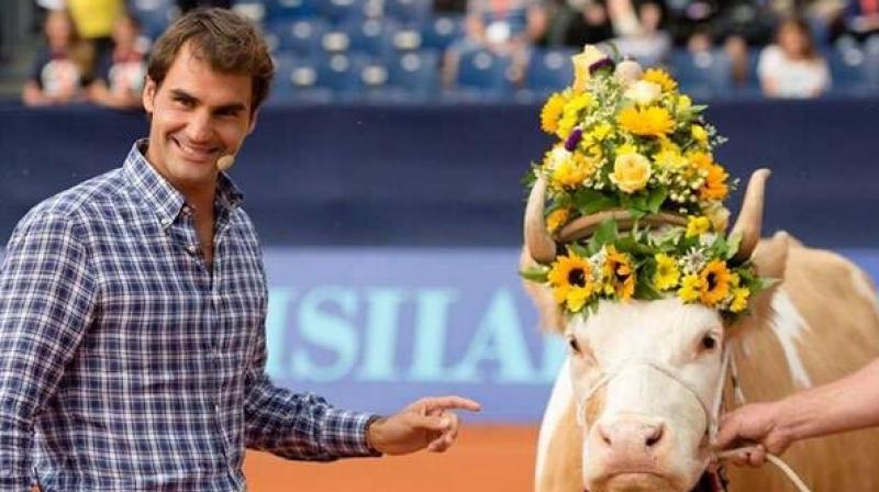Federer pictured with the cow he was honoured with in 2013. (Photo: Twitter)