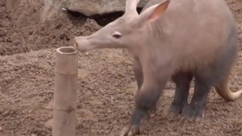 Aardvarks can be found throughout sub-Saharan Africa.(Photo: Youtube)