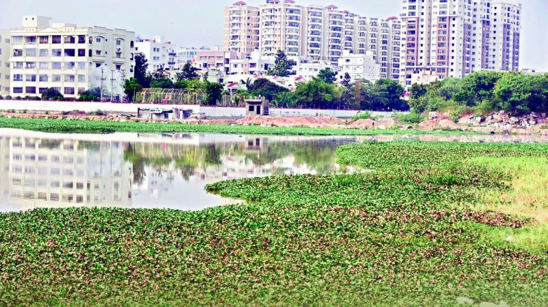 The web of this plant problem is spreading fast in Hyderabad where the species is growing in 82 lakes, of which 53 are larger than five acres.