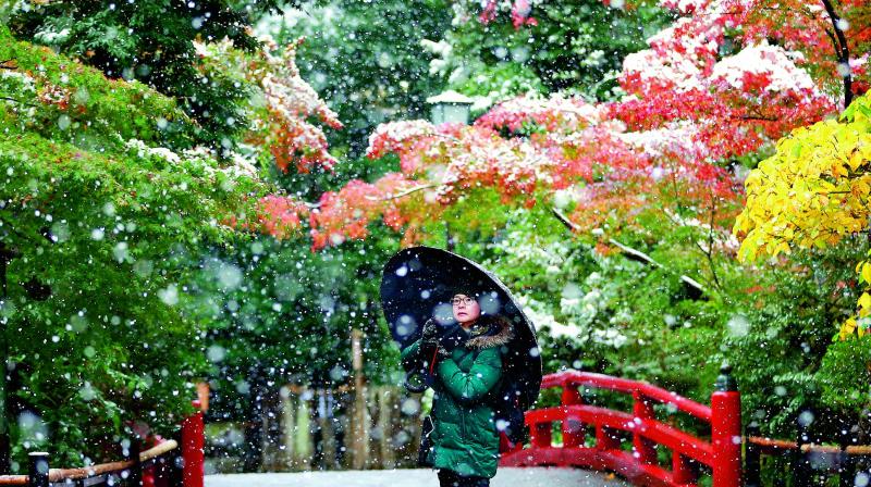 A visitor in the snow at the Tsurugaoka Hachimangu Shrine, near Tokyo, on Thursday. Tokyo residents woke up to the first November snowfall in more than 50 years.