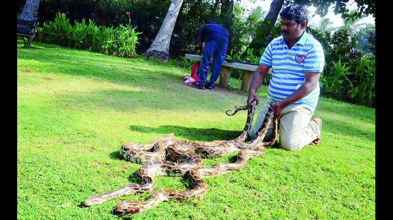 Snake catcher R. Kiran Kumar displays three pythons which he caught in various parts of the city, on Thursday. He handed over the snakes to the zoo authorities on Thursday.  (Photo: DC)