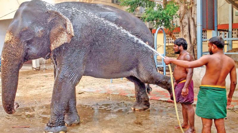 The elephant rescued from a private function recently, on the grounds of illegal transportation, was submitted before the 22nd magistrate court on Tuesday. Imposing a fine of 7,700 to the Srirangam based Sekar and Elephant Mahout Annamalai who submitted an affidavit, the judge warned of confiscation of the animal if they repeat the act. (Photo: DC)