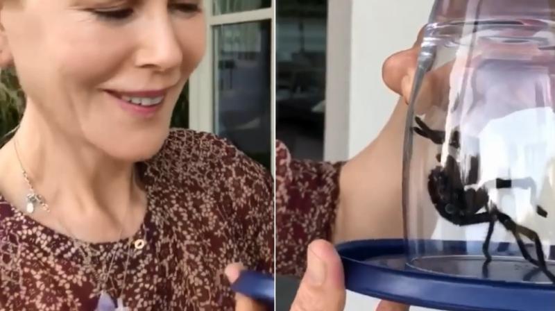 The Big Little Lies star took to Instagram to share a clip of the spider, saying she released it and left it unharmed and healthy. (Instagram screengrab/ nicolekidman)